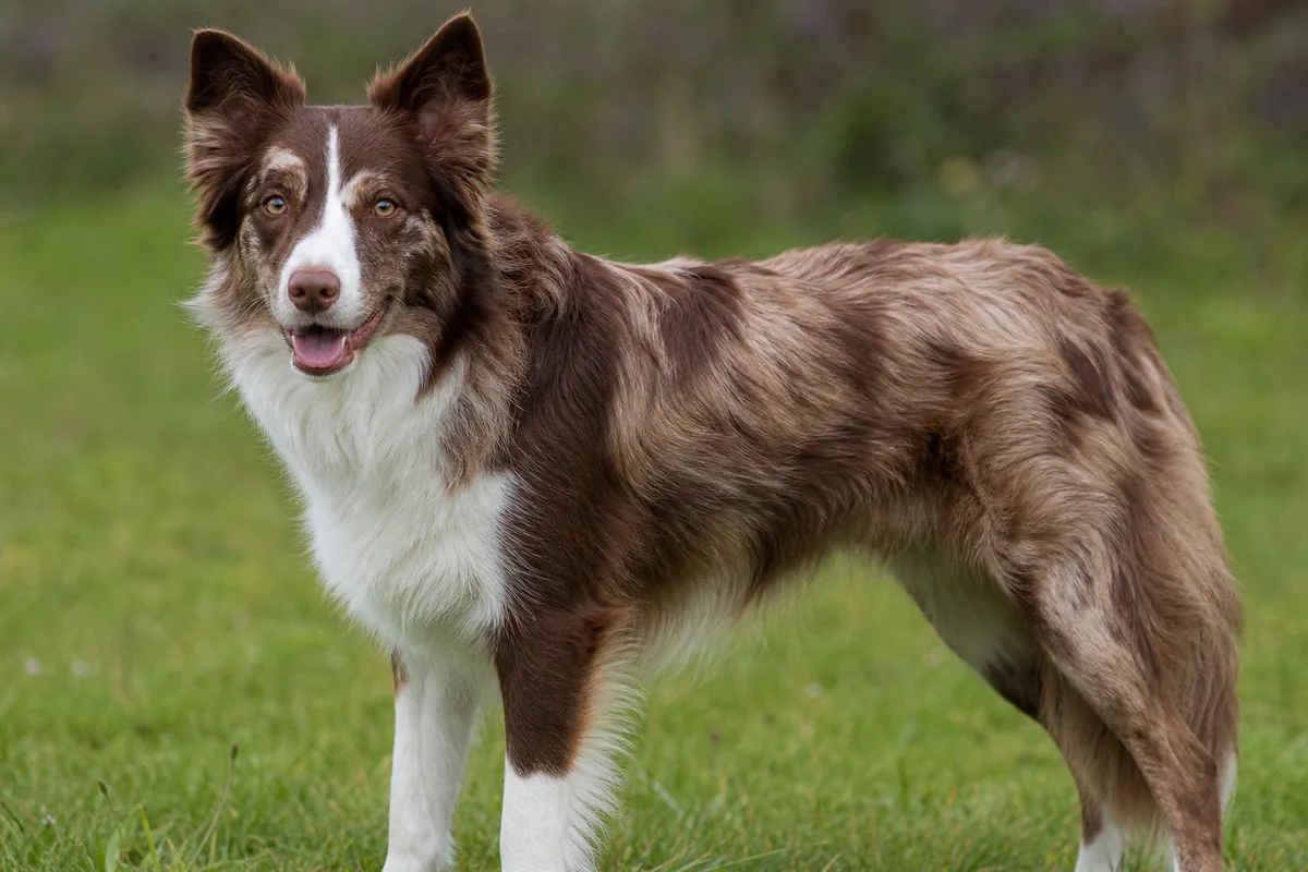 Chocolate (red) merle Border Collie coat