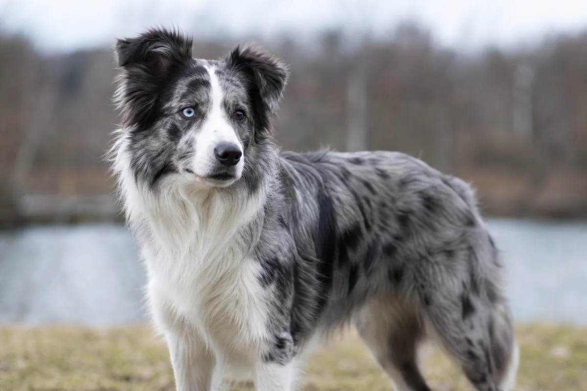Slate merle Border Collie coat